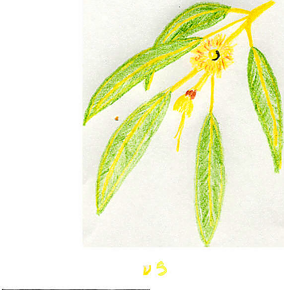 eucalyptusherb.jpg